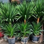 lợi ích cây phát tài núi